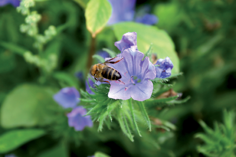 Butineurs et pollinisateurs sont les amis du jardinier !