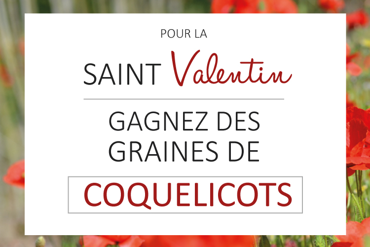 Gagnez des graines de coquelicots pour la Saint-Valentin !