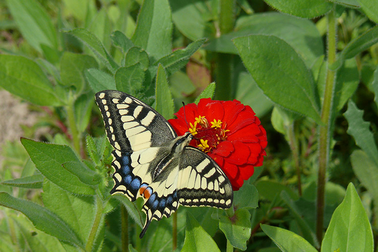 Papillon : insecte beau et utile